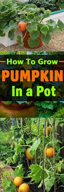Pumpkins love a rich environment; Growing Pumpkins In Containers How To Grow Pumpkins In Pots Balcony Garden Web