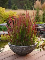 Bildergebnis Fur Japanisches Blutgras Und Carex Behalter Minimalistischer Garten Garten Pflanzen Bepflanzung