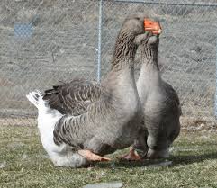 Trouvez des images de stock de dewlap toulouse goose en hd et des millions d'autres photos, illustrations et images vectorielles de stock libres de droits dans la collection shutterstock. Exhibition Dewlap Toulouse Reviews Backyard Chickens Learn How To Raise Chickens