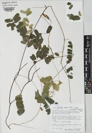 Image result for Abrus melanospermus