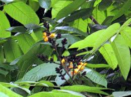 Image result for Centrolobium robustum