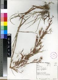 Image result for Hyparrhenia tamba