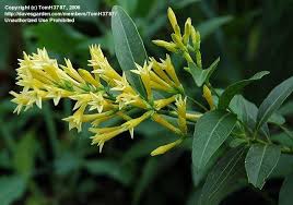 Image result for Cestrum parqui