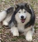 Alusky | Dog Breed Facts and Information - Wag! Dog Walking