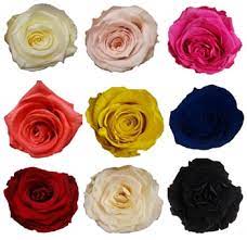 Maybe you would like to learn more about one of these? Wholesale Preserved Roses Eternal Roses For Sale