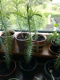 As a norfolk pine or andes pine it reaches a height from up to 60 m in the wild. Araucaria In Rotenburg Wumme Ebay Kleinanzeigen