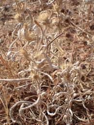 Image result for Dicoma tomentosa