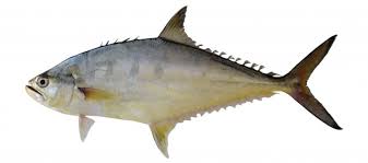 Google's free service instantly translates words, phrases, and web pages between english and over 100 other languages. Scomberoides Tala Fishider
