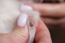 Image result for Tick Removal