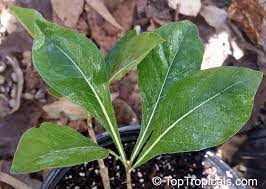 Image result for Gardenia ternifolia