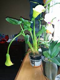 Check spelling or type a new query. Drooping Calla Lilies How To Fix Calla Lily Flower Droop