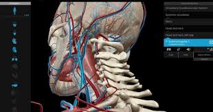 Anatomia Del Corpo Umano 3d Su Internet Navigaweb Net