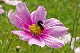 Einjährige sommerblumen ohne vorkultur volume 3 of fruchtbare erde: Die 10 Beliebtesten Sommerblumen Im Garten Garten Diybook De