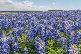 Check spelling or type a new query. Warm Winter Brings Early Wildflower Bloom To Texas This Spring Texas Highways