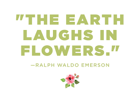 From easter, to mother's day, to thanking teachers for their end of year amazingness. 26 Flower Quotes So Life Quotes