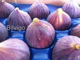 Check spelling or type a new query. Fresh Figs Products Hong Kong Fresh Figs Supplier