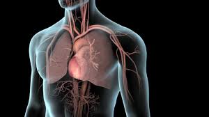 Pushing the chest forward draws attention to it, and can be a part of a provocative romantic display. Ventilator Ventilator Support Nhlbi Nih