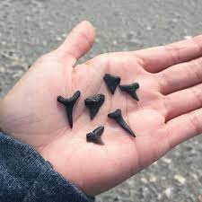 Hunting Shark Teeth At Folly Beach Folly Beach Shark Teeth Folly Beach Sc