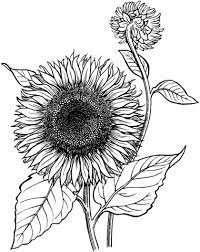 coloriage tournesol en fleur coloriages a imprimer gratuits champignons et herbe