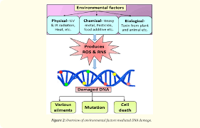 Image result for Vigna mildbraedii