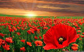 Poppy Wallpaper Hd 1366 768 Poppy Wallpaper 46 Wallpapers Adorable Wallpapers Poppy Wallpaper Field Wallpaper Hd Flowers