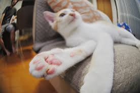 Is cat panting ever normal? Do Cats Sweat Through Their Paws