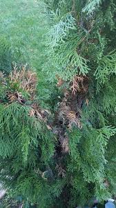 Image result for thuja drying out dead dried symptoms)