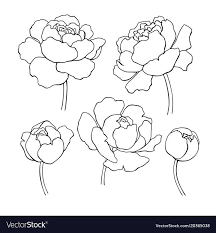 The best selection of royalty free peony rose flower outline vector art, graphics and stock illustrations. Pfingstrose Strichzeichnung Gezeichneter Entwurfsblumensatz Des Vektors Hand Einfache Botanische Pe Botanische Ein Blomma Illustration Pioner Blommor