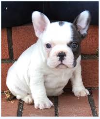As a result, the french adopted this smaller bulldog as one of their own. Learn Exactly How I Improved French Bulldog Puppies In 2 Days Dog Breed