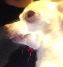 Skin tumors around the neck region can also cause the appearance of a swollen neck. Why Is My Dog S Cheek Swollen Pet Life Today