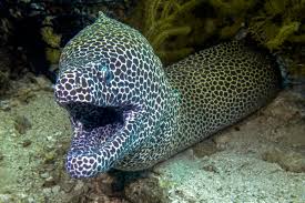 Peces Morenas Y Sus Increibles Mandibulas Faringeas Mis Animales