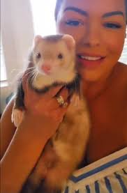 How to connect with other ferret parents in the Orlando area?