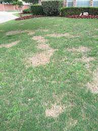 Oops I Sprayed My Lawn With Roundup Now What Soil Alive