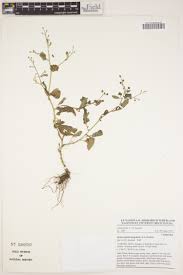 Image result for Pegolettia senegalensis