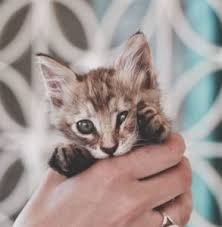 In this guide we go over the best pet friendly hotel chains. The Best Cat Friendly Hotels Of 2019 Modern Cat