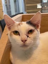 Some Cats up for Adoption at PAWS Today : r/chicago