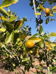 Image result for Strychnos lucens