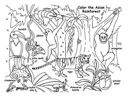Miracle Rainforest Coloring Pages To Print Fre 9885 Unknown Rainforest Coloring Pages New Year Color Pa Rainforest Animals Animal Coloring Pages Coloring Pages