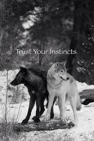 Trust Your Instincts Gray Wolves Wolf Den Shared Infinitely Wolves Photo Goruntuler Ile Hayvan Hayvanlar Alemi Hayvanlar