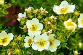 Collection by events by fiveseasons kimberley. Soft Macro Focus Of Blooming Bush With Green Leaves And Small Stock Photo Picture And Royalty Free Image Image 129367832