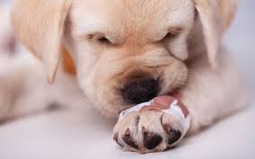 We did not find results for: How To Make A Your Very Own Pet First Aid Kit Sunset Veterinary Clinic