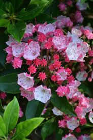After two summers practicing her craft with the aspen music festival in aspen, co, she is now working as the orchestra manager for the lexington. Ostbo Red Mountain Laurel Kalmia Latifolia Ostbo Red In Burlington Waterdown Dundas Ontario Ontario On At Connon Nurseries