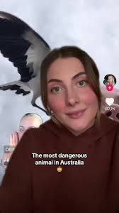 Pictured is a Magpie-lark (seeing as people wanna argue about it) 😅 Hope  ur ok girl @Jade Sarah #magpie #australia #australianwildlife #fyp