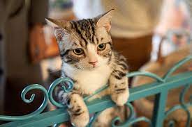 Do Cats Miss Their Owners 5 Signs Your Cat Misses You
