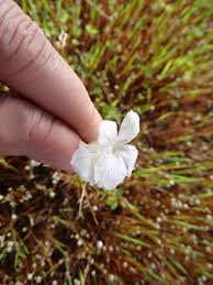 Image result for Rhamphicarpa