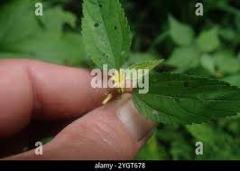 Image result for Triumfetta pilosa