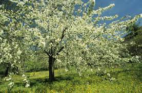 It is a species of cherry, a deciduous small tree or large shrub up to 16 metres (52 ft) tall. The Hardiness Zone For Cherry Fruit Trees Cherry Fruit Tree Fruit Trees Avocado Tree