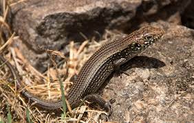 Egernia bungana de vis, 1888. Eidechse Major Skink Bellatorias Kostenloses Foto Auf Pixabay