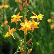 Image result for Bulbine