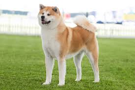 After doge's disappointing weekend and a big surge for shib on binance, analysts are sitting up in their seats. Japanese Akita Inu Breeds A To Z The Kennel Club